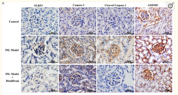 GSDMD Antibody - Fig.