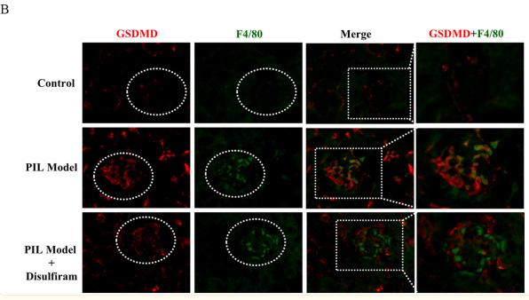 GSDMD Antibody - Fig.