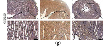 GSDMD Antibody - "Figure 4
SG attenuates the activation of NLRP3 in diabetic myocardium.
