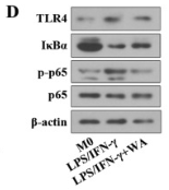 NF-kB p65 Antibody - Fig.