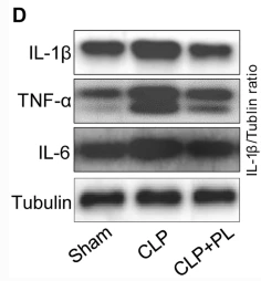IL6 Antibody - Fig.