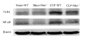 NF-kB p65 Antibody - Figure 6.