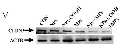 Claudin 3 Antibody - Fig.