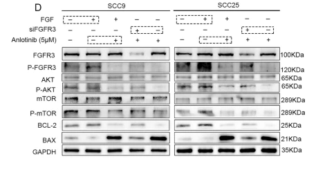 Phospho-AKT1/2/3 (Ser473) Antibody - Fig.