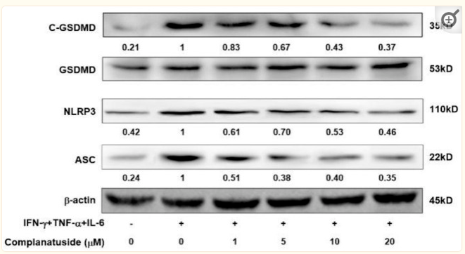 GSDMD Antibody - "FIGURE 6
Effects of complanatuside on the levels of NLRP3, ASC, and cleaved GSDMD in HaCaT cells treated with the cytokine combination.