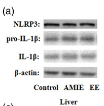 IL1 beta Antibody - Figure 4.