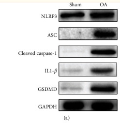 GSDMD Antibody - Figure 2
Elevated expression of molecules in TMJ synovium.