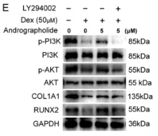 PI3K p85 alpha Antibody - Fig.