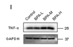 TNF alpha Antibody - Figure 3.