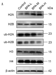 Histone H4 Antibody - Fig.