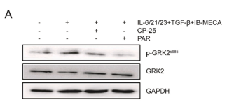 GAPDH Antibody - Fig.