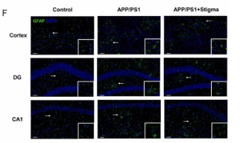 IL1 beta Antibody - Fig.