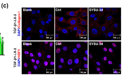 Collagen I Antibody - FIGURE 5 SYSU-3d blocks inflammation and fibrosis in multiple cell models responsible for non-alcoholic steatohepatitis (NASH) in liver.