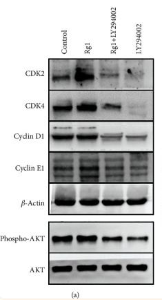 Phospho-AKT1/2/3 (Ser473) Antibody - Figure 3 Effects of ginsenoside Rg1 on the PI3K/AKT signaling pathway and expressions of cyclins and CDKs in hAD-MSCs.