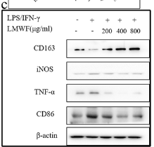 CD86 Antibody - Figure 6.