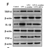 TNF alpha Antibody - Fig.