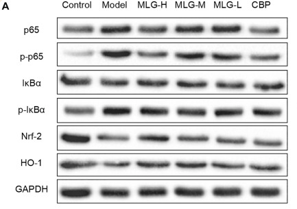 NF-kB p65 Antibody - FIGURE 6 Effect of MLG on NF-κB/Nrf2/HO-1 signaling pathway in ethanol-induced gastric lesions mice.
