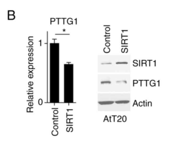 SirT1 Antibody - Figure 3.