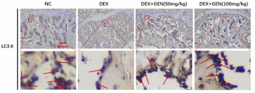 Annexin A2 Antibody - Fig.