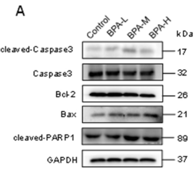 Bcl-2 Antibody - Figure 4.