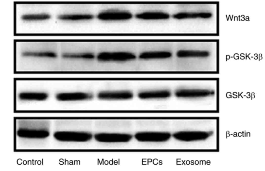 Phospho-GSK3 beta (Ser9) Antibody - Figure 8.