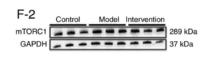 mTOR Antibody - Figure 6.