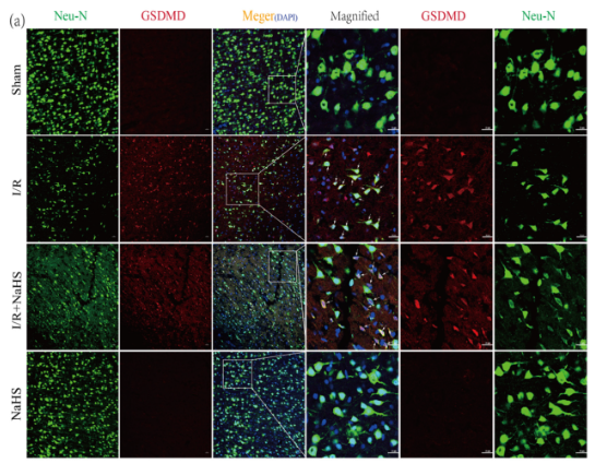 GSDMD Antibody - Figure 5.