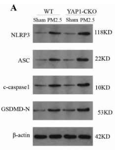 GSDMD Antibody - Fig.
