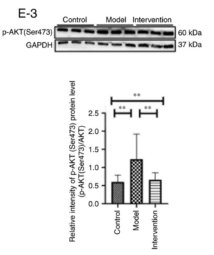 Phospho-AKT1/2/3 (Ser473) Antibody - Figure 6.