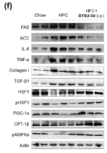 IL6 Antibody - FIGURE 6 SYSU-3d ameliorates metabolic associated fatty liver disease (MAFLD)/non-alcoholic steatohepatitis (NASH) in obese mice.
