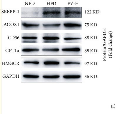 GAPDH Antibody - Figure 4 Effects of FV on liver lipogenesis-related markers in the mice fed with HFD.