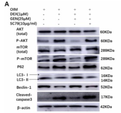 Phospho-AKT1/2/3 (Ser473) Antibody - Fig.