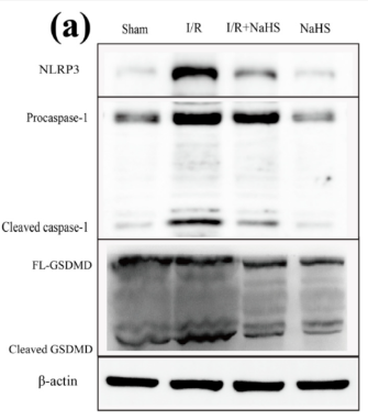 GSDMD Antibody - Figure 5.