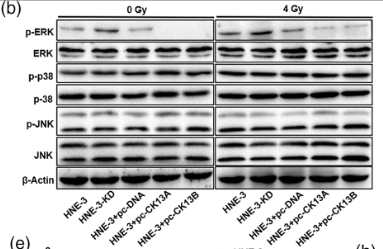 ERK1/2 Antibody - FIGURE 5 Inhibition of the MEK/ERK pathway is a key component in CK13 upregulating HNE-3 radiosensitivity.