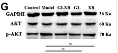 Phospho-AKT1/2/3 (Ser473) Antibody - FIGURE 7 Validation of the mechanisms of GLXB treatment against AS in vivo.