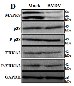 ERK1/2 Antibody - FIG 3 mRNA levels of apoptosis-related genes caspase-3 and Bcl-2 (A), and Bax and Bak1 (B) detected by qRT-PCR at different time points after BVDV infection (*, P < 0.