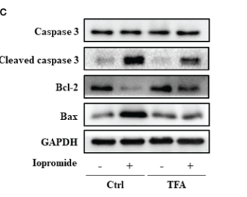 Bcl-2 Antibody - FIGURE 9 TFA Reduces Iopromide induced Renal Tubular Cell Injury and Apoptosis by Regulating the Phosphorylation of AKT.