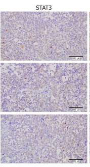STAT3 Antibody - Figure 3 Effect of miR-328-3p on subcutaneous tumor size in nude mice.
