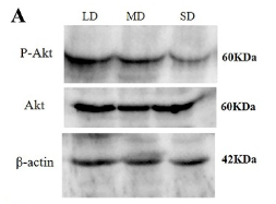 Phospho-AKT1/2/3 (Ser473) Antibody - Figure 9.