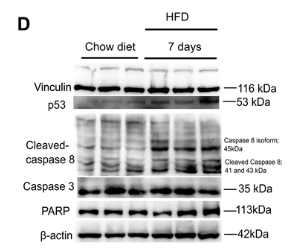 beta Actin Antibody - Figure 3.
