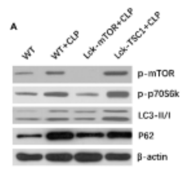 Phospho-mTOR (Ser2448) Antibody - Figure 2 Fig.