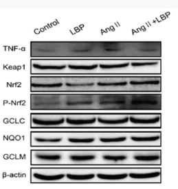 TNF alpha Antibody - Figure 7.