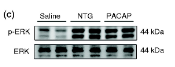 ERK1/2 Antibody - Figure 4.