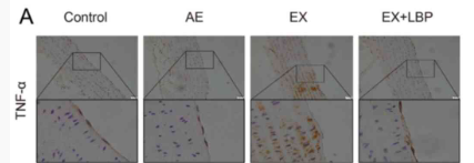 TNF alpha Antibody - Figure 5.