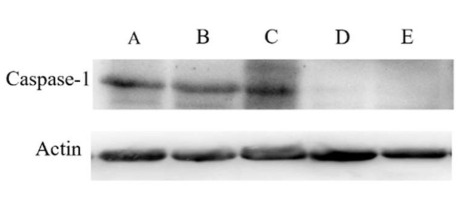Caspase 1 Antibody - Figure 5 Effects of SeNPs on the protein expression of jejunal Casepase-1.