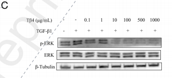 ERK1/2 Antibody - Figure 5.