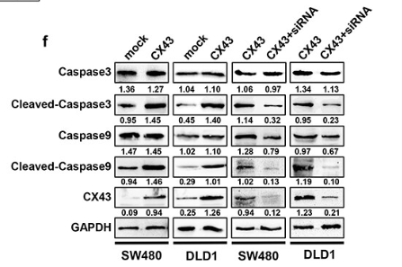 Cleaved-Caspase 9 (Asp353) Antibody - Figure 5.