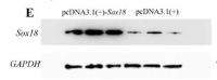 SOX8/9/17/18 Antibody - Figure 4.