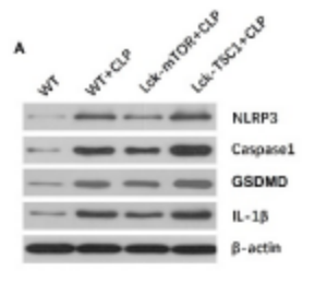 GSDMD Antibody - Figure 1 Fig.