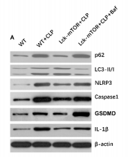 Caspase 1 Antibody - Figure 3 Fig.